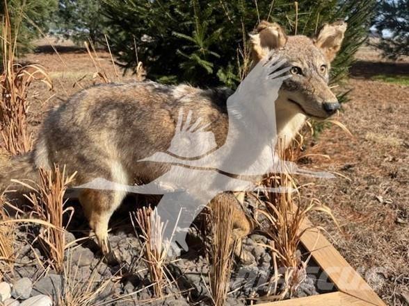 Coyote  其他