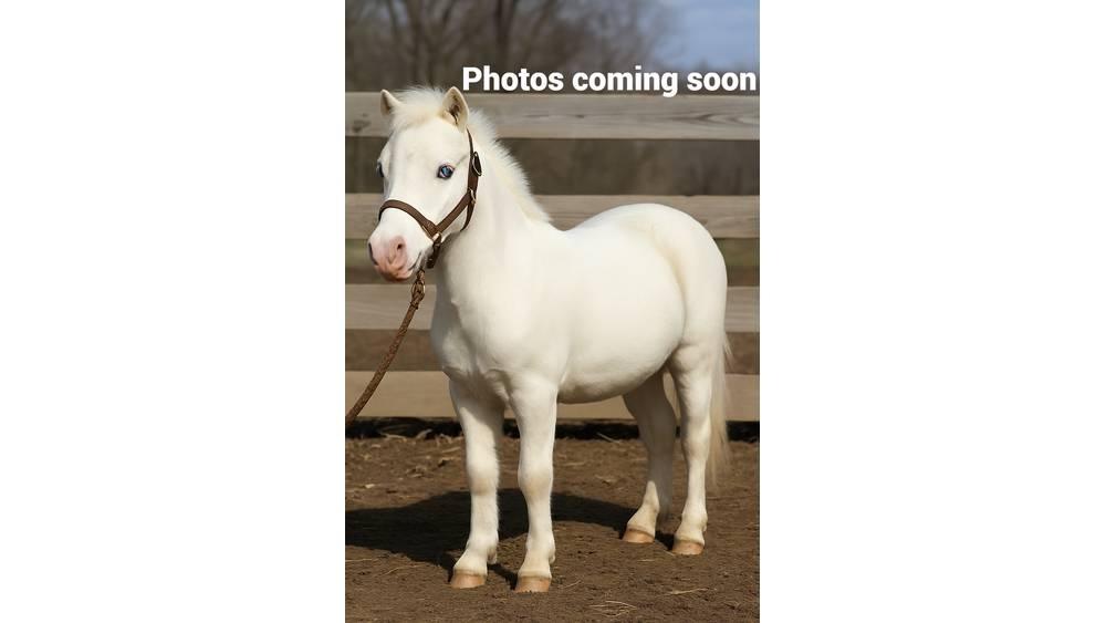  Pony 40" 擠奶設備