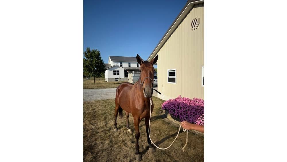  Horse Standardbred 其他畜牧業機械和配件