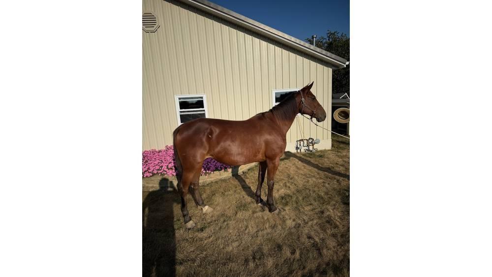  Horse Standardbred 其他畜牧業機械和配件