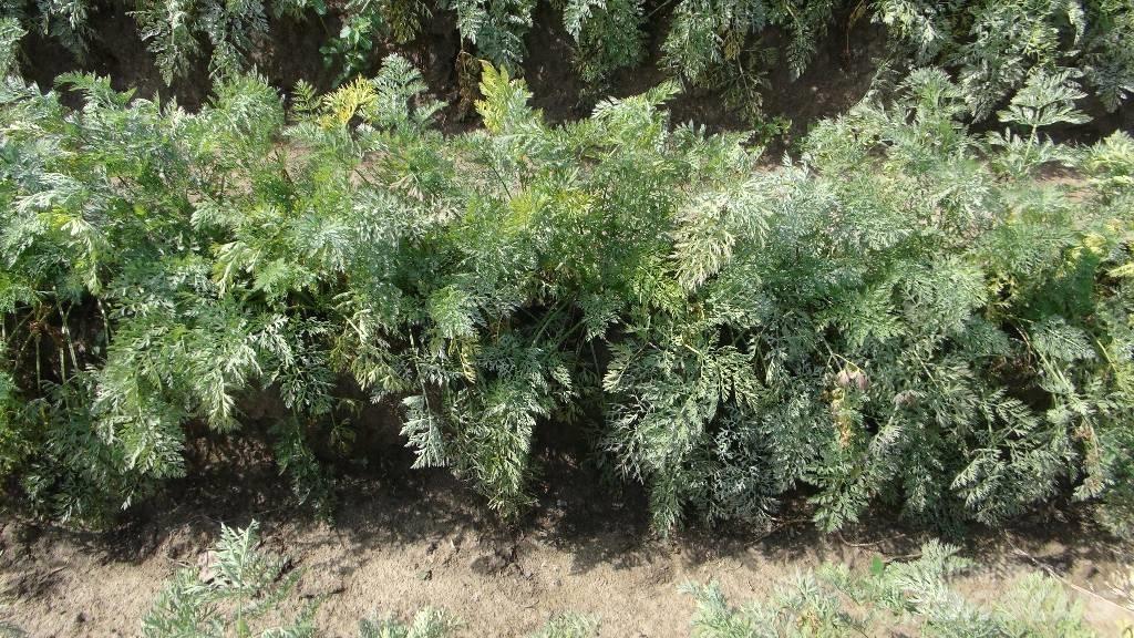 Weringen  WPS 精密播種機