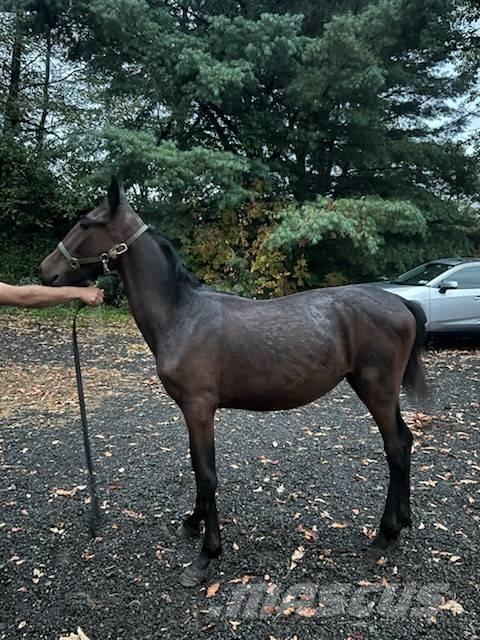  Horse Standardbred 其他畜牧業機械和配件