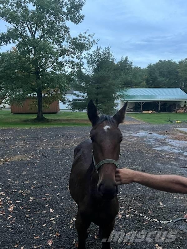  Horse Standardbred 其他畜牧業機械和配件