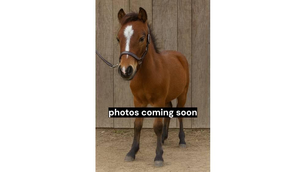  Pony Stallion 35in 擠奶設備