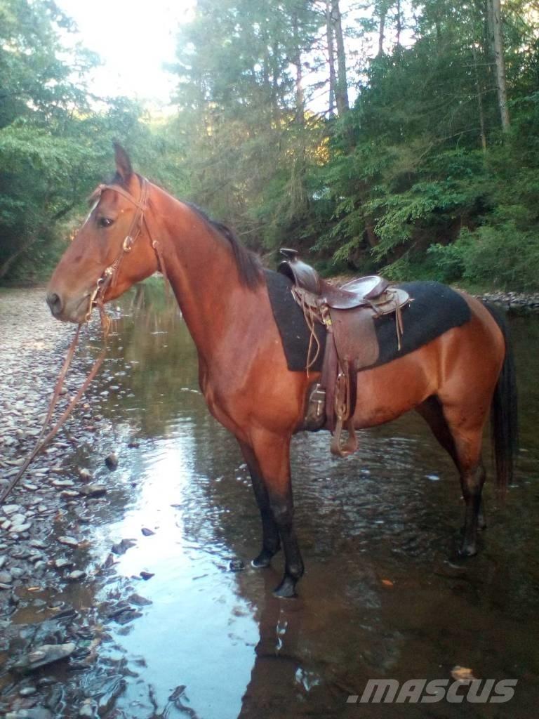 Morgan Mare 其他畜牧業機械和配件