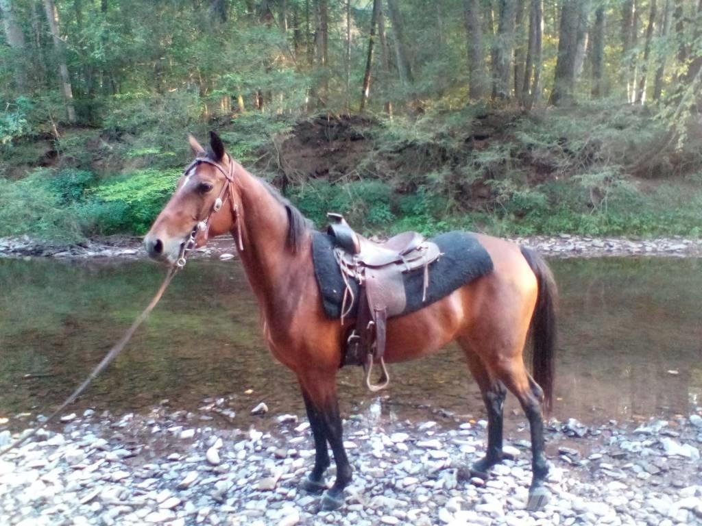 Morgan Mare 其他畜牧業機械和配件