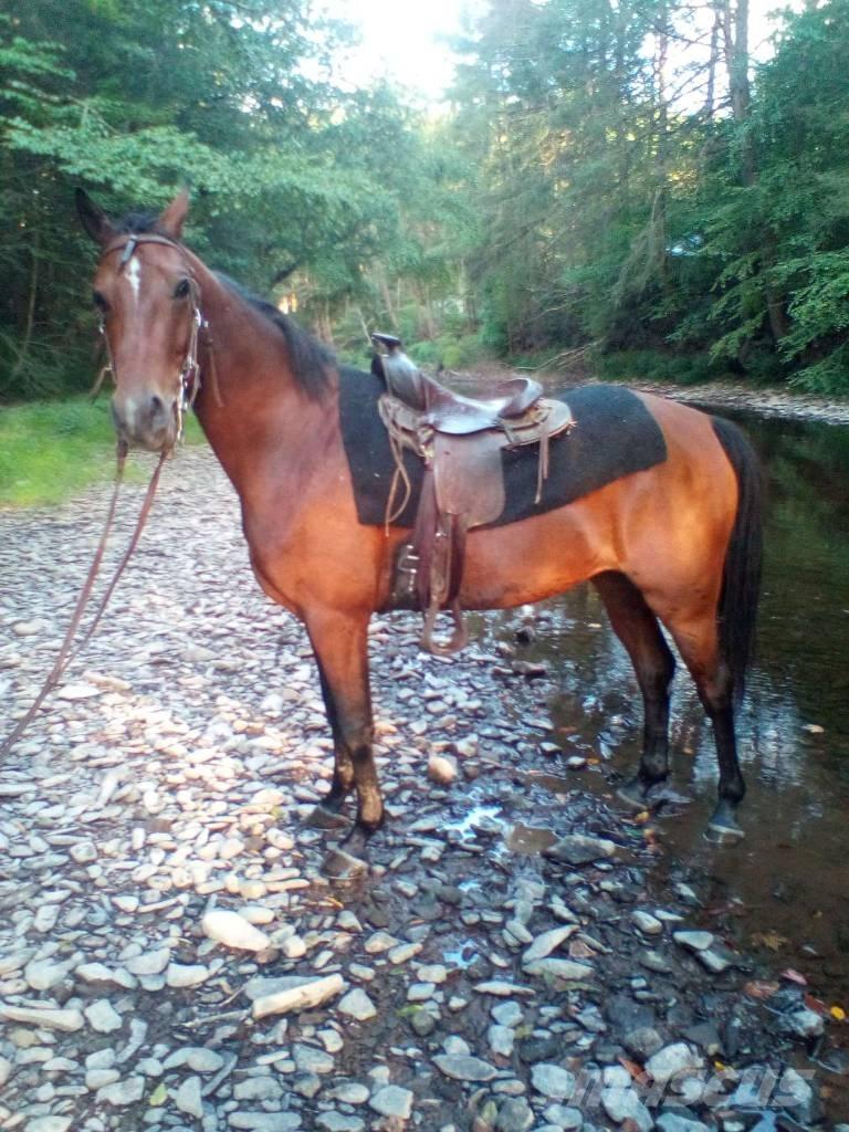 Morgan Mare 其他畜牧業機械和配件