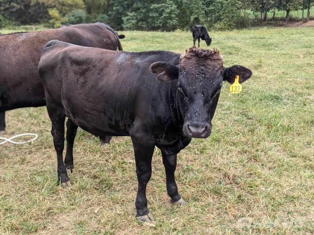 Bull (Organic Farm) 擠奶設備