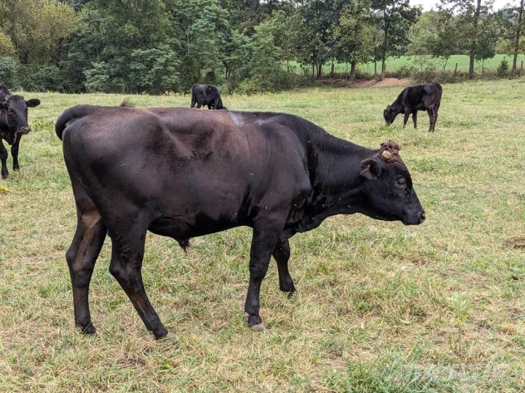Bull (Organic Farm) 擠奶設備
