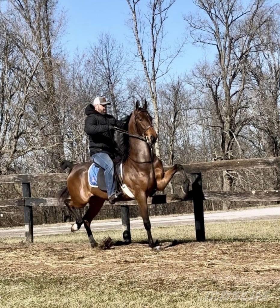  Horse Saddlebred 其他畜牧業機械和配件