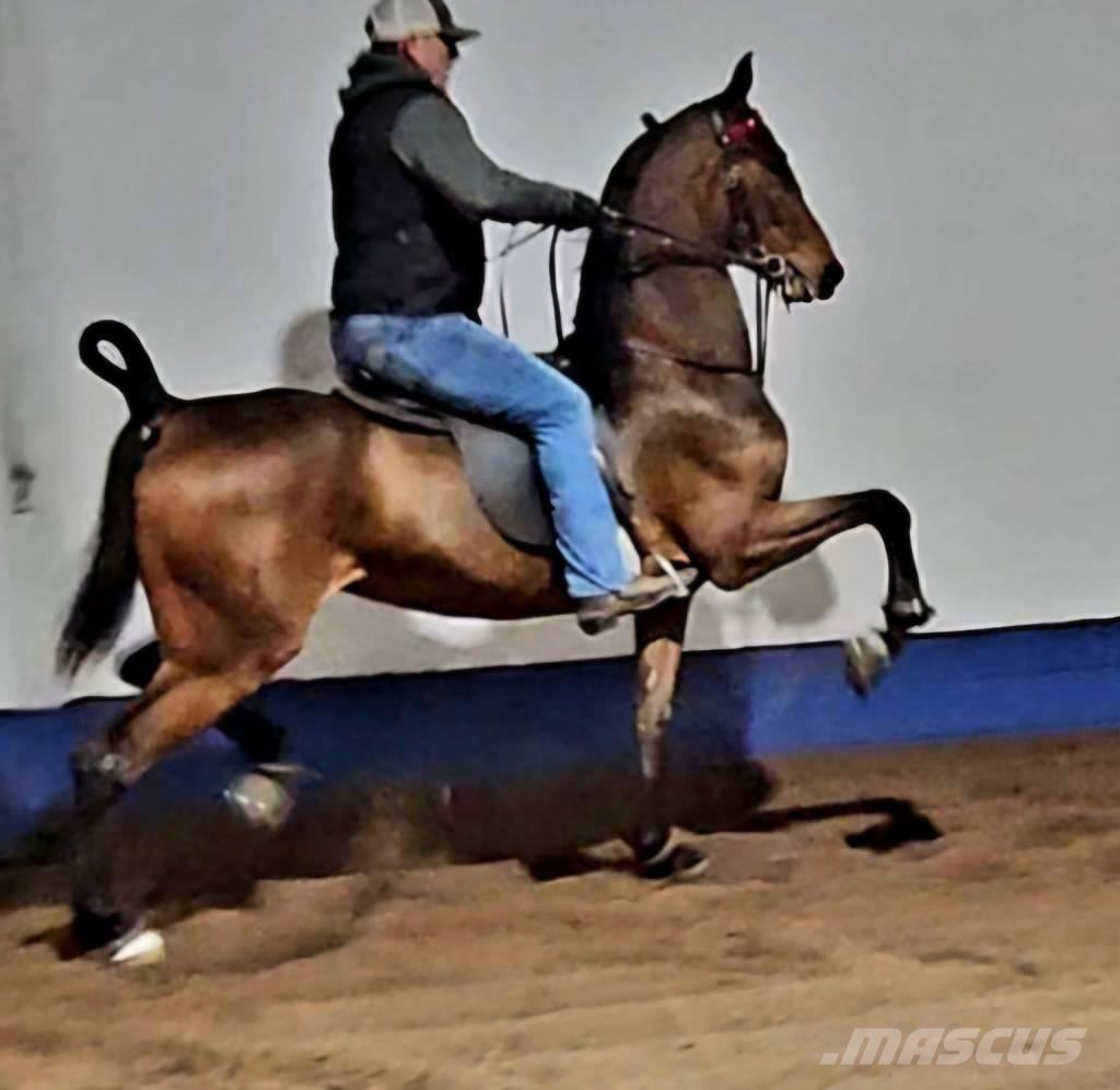  Horse Saddlebred 其他畜牧業機械和配件