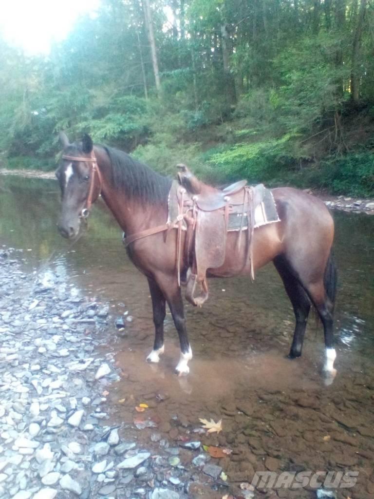  Horse Standaredbred 其他畜牧業機械和配件