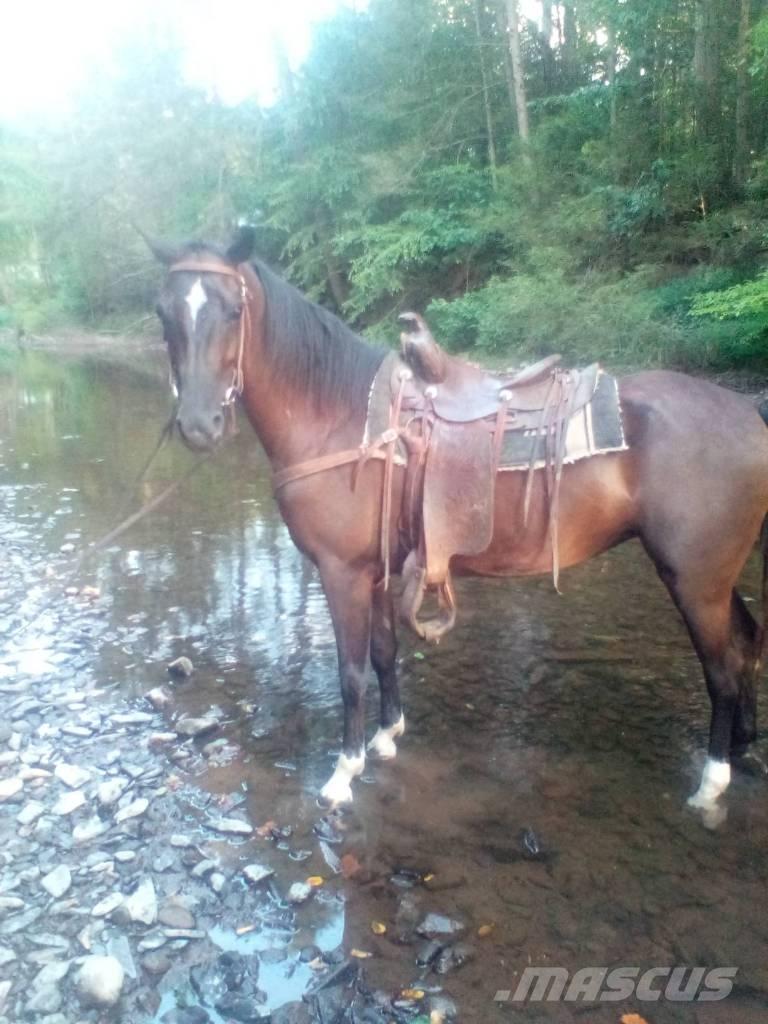  Horse Standaredbred 其他畜牧業機械和配件