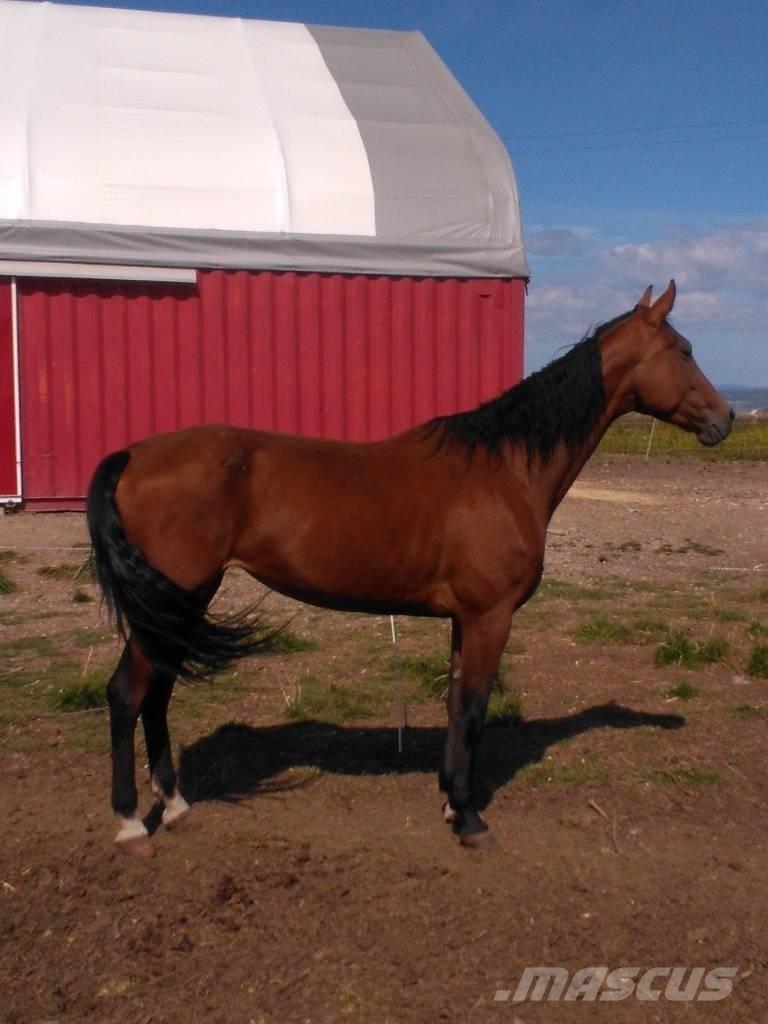  Horse Family 其他畜牧業機械和配件
