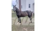  Horse Mare 其他畜牧業機械和配件