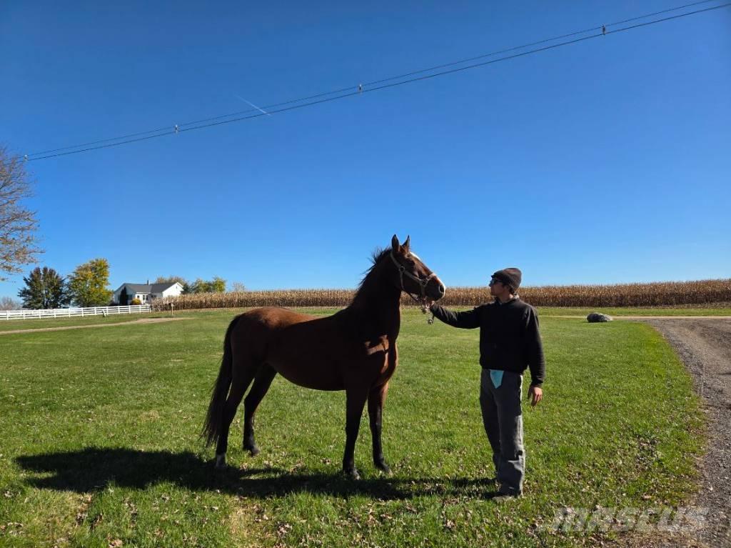  Horse Mare 其他畜牧業機械和配件