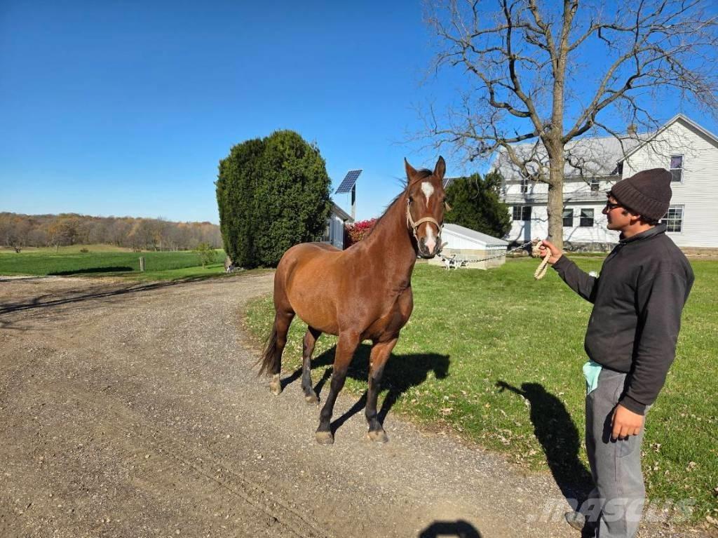  Horse Mare 其他畜牧業機械和配件