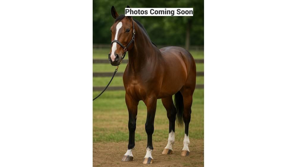  Horse Standardbred 其他畜牧業機械和配件