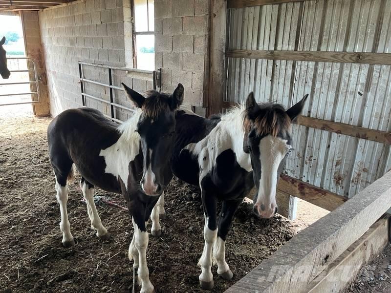  Horse Male 其他畜牧業機械和配件