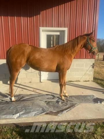  1-Year-Old Mare 其他