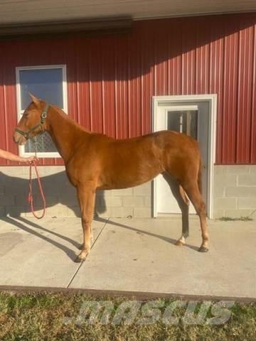  1-Year-Old Mare 其他