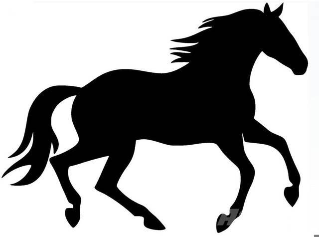  Bay Filly 其他