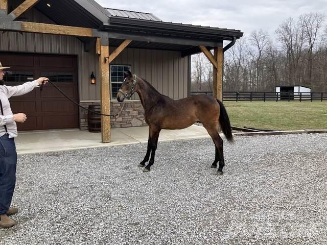 Morgan Filly 其他