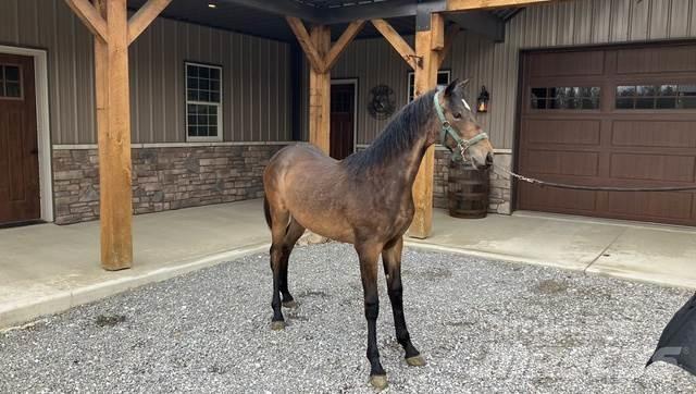Morgan Filly 其他