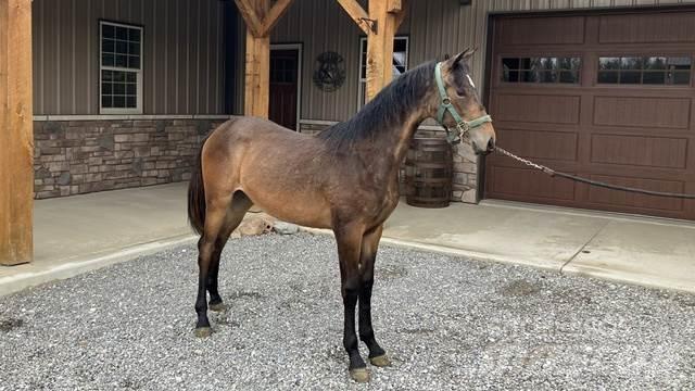 Morgan Filly 其他