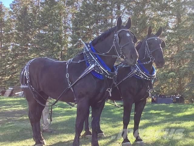  Percheron Team 其他