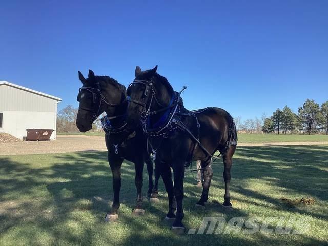  Percheron Team 其他