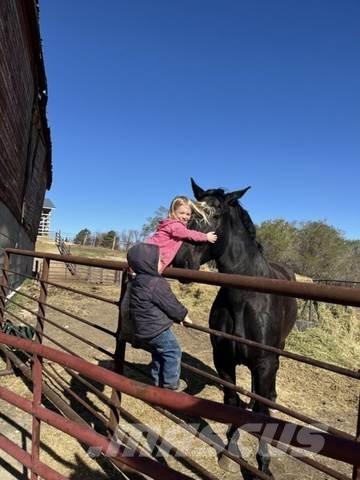  Percheron Team 其他